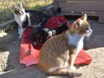 Peach, Europäisch Kurzhaar - Katze