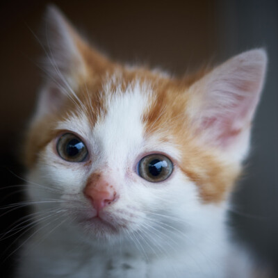 Peach, Europäische Hauskatze - Kater