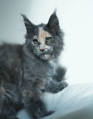 Pebbles und Tosca, Maine Coon - Katze
