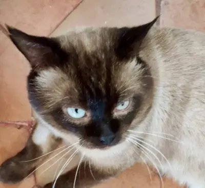 Pechvogel Siam Sebastian (ALM) - Kater