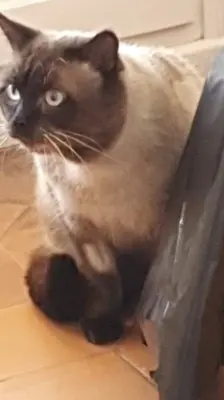 Pechvogel Siam Sebastian (ALM) - Kater