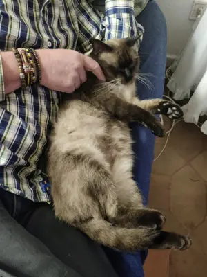 Pechvogel Siam Sebastian (ALM) - Kater
