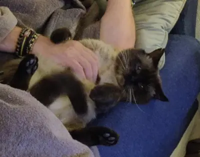 Pechvogel Siam Sebastian (ALM) - Kater