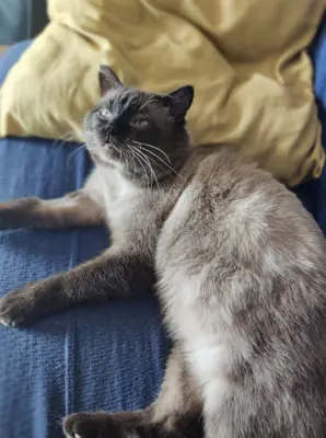 Pechvogel Siam Sebastian (ALM) - Kater