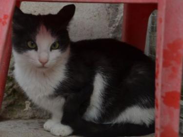 Peggy (geb. August 2025) - EKH-Katze, EKH - Katze