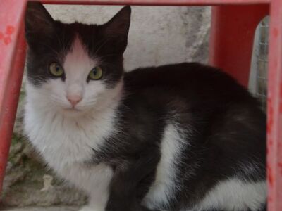 Peggy geb. August 25, EKH - Katze