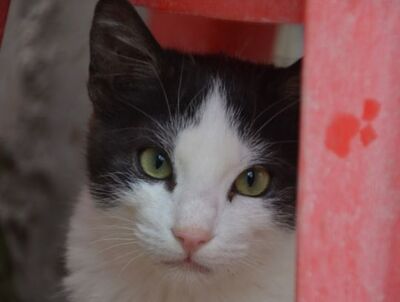 Peggy geb. August 25, EKH - Katze