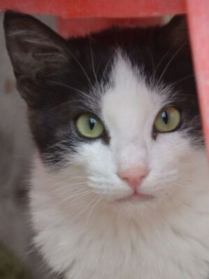 Peggy geb. August 25, EKH - Katze