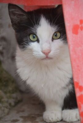 Peggy geb. August 25, EKH - Katze