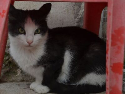 Peggy geb. August 25, EKH - Katze