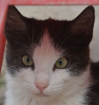 Peggy geb. August 25, EKH - Katze