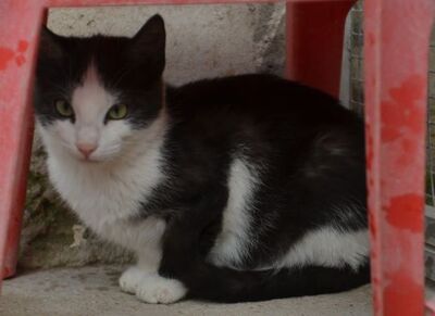 Peggy geb. August 25, EKH - Katze