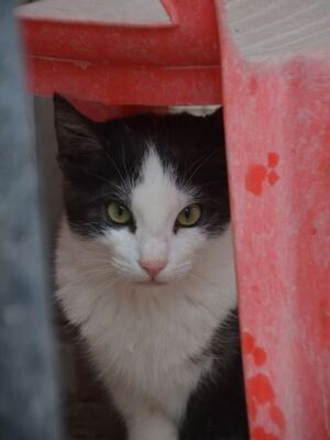 Peggy geb. August 25, EKH - Katze