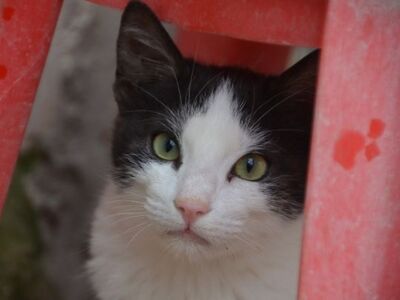 Peggy (geb. August 25), EKH - Katze