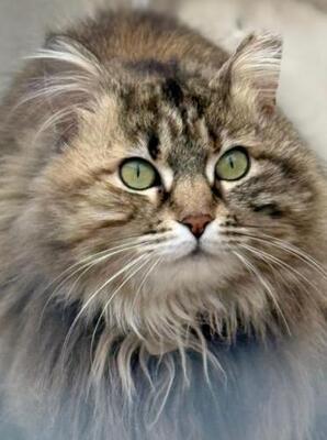 Pelusa geb. Februar 22