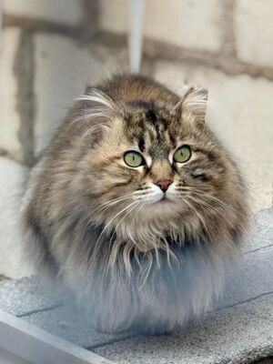 Pelusa grb. Februar 2022, ELH - Katze