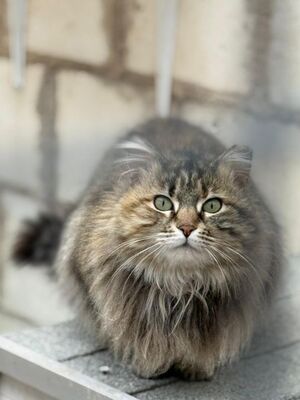 Pelusa grb. Februar 2022, ELH - Katze
