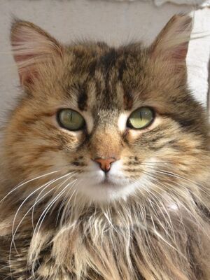 Pelusa grb. Februar 2022, ELH - Katze