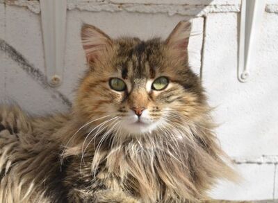 Pelusa grb. Februar 2022, ELH - Katze