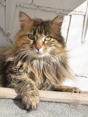Pelusa grb. Februar 2022, ELH - Katze