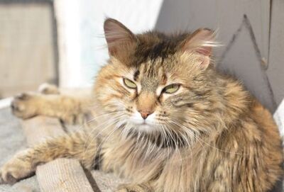 Pelusa grb. Februar 2022, ELH - Katze