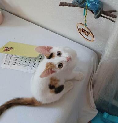 Penelope - aufmerksames Katzenmädchen, ca. 6 Monate, Mischling Jungtier - Katze