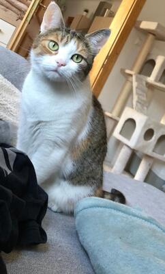 Penny, Hauskatze - Katze