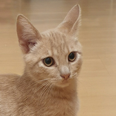 Pepe, Europäische Hauskatze - Kater