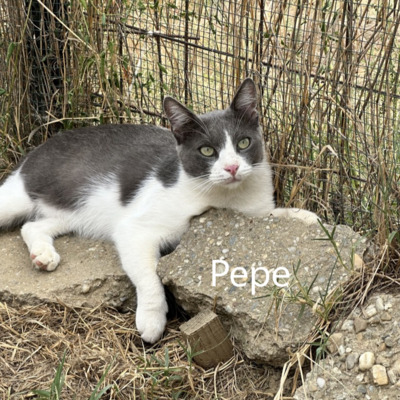 Pepe, geb. 2021, sucht sein liebevolles Schmusezuhause, EKH - Kater