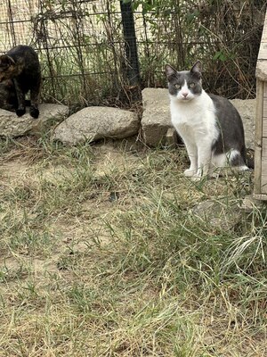 Pepe, geb. 2021, sucht sein liebevolles Schmusezuhause, EKH - Kater