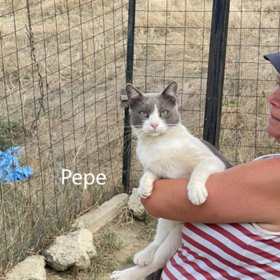 Pepe, geb. 2021, sucht sein liebevolles Schmusezuhause, EKH - Kater