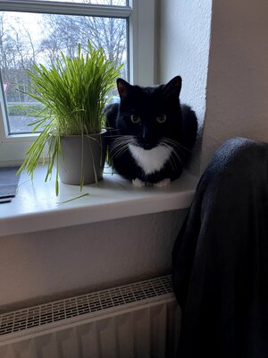Percy, Europäische Hauskatze - Katze