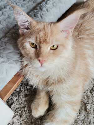 Percy und Olivia, Maine coon - Kater 1