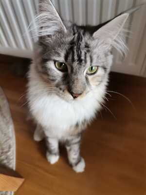 Percy und Olivia, Maine coon - Kater