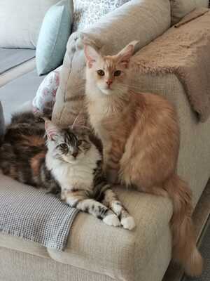Percy und Olivia, Maine coon - Kater