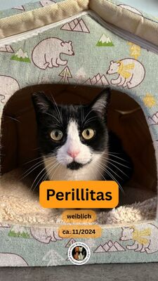 Perillitas