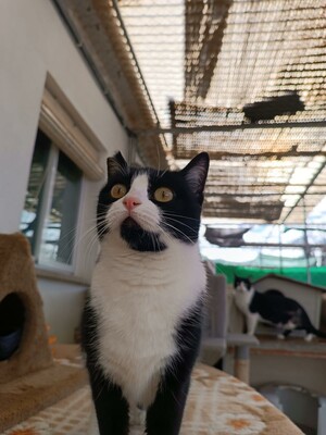 Perillitas, Europäisch Kurzhaar - Katze