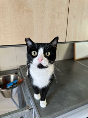 Perillitas, Europäisch Kurzhaar - Katze