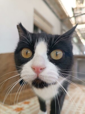 Perillitas, Europäisch Kurzhaar - Katze