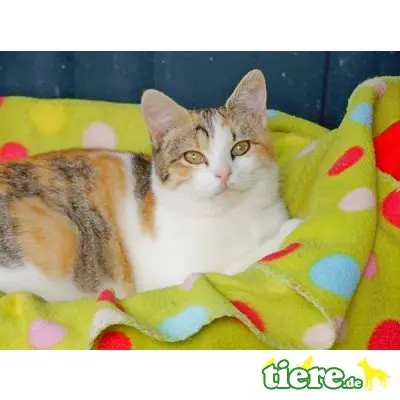 Perla, echte Katzenkenner gesucht! - Katze