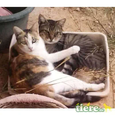 Perla, echte Katzenkenner gesucht! - Katze