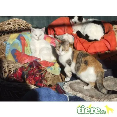Perla, echte Katzenkenner gesucht! - Katze