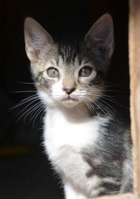 Perla (geb. März 2026) - EKH-Katze, EKH - Katze