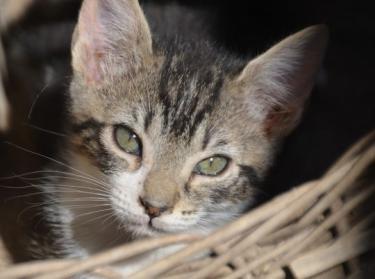 Perla (geb. März 2026) - EKH-Katze, EKH - Katze