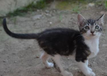 Perla (geb. März 2026) - EKH-Katze, EKH - Katze