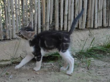 Perla (geb. März 2026) - EKH-Katze, EKH - Katze