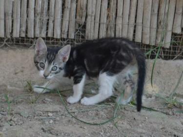 Perla (geb. März 2026) - EKH-Katze, EKH - Katze
