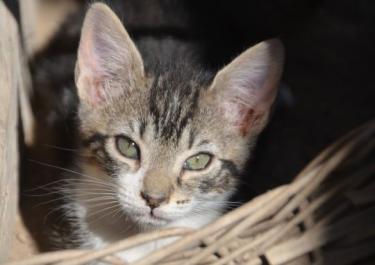 Perla (geb. März 2026) - EKH-Katze, EKH - Katze