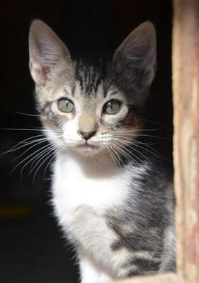 Perla (geb. März 2026) - EKH-Katze, EKH - Katze
