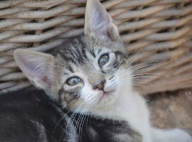 Perla (geb. März 2026) - EKH-Katze, EKH - Katze
